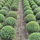 Lavandula ang. 'Munstead' 35-40 cm met kluit bol