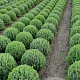 Lavandula ang. 'Munstead' 35-40 cm met kluit bol