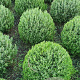 Lavandula ang. 'Munstead' 35-40 cm met kluit bol