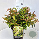 Leucothoe keiskei 'Royal Ruby' 30-35 cm 10L