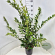 Ligustrum lucidum 80-100 cm 6,5L