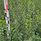 Ligustrum vulg. 'Atrovirens' 100-125 cm met kluit