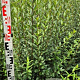 Ligustrum vulg. 'Atrovirens' 125-150 cm met kluit