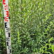 Ligustrum vulg. 'Atrovirens' 125-150 cm met kluit