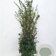 Osmanthus burkwoodii 100-125 cm met kluit