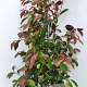Photinia fraseri 'Red Robin' 120-140 cm met kluit