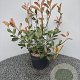 Photinia fraseri 'Red Robin' 30-40 cm 5,0L