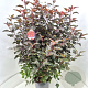 Physocarpus opulif. Diable d'Or 100-120 cm 10L