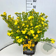 Potentilla f. 'Goldfinger' 35-40 cm 10L