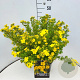 Potentilla f. 'Goldfinger' 35-40 cm 10L