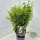 Prunus glandulosa 'Alba Plena' 40-50 cm 10L
