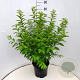 Prunus glandulosa 'Alba Plena' 40-50 cm 10L