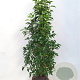 Prunus l. 'Angustifolia' 100-125 cm met kluit