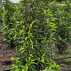 Prunus l. 'Angustifolia' 100-125 cm met kluit extra