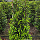 Prunus l. 'Angustifolia' 100-125 cm met kluit extra