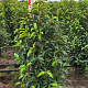 Prunus l. 'Angustifolia' 100-125 cm met kluit extra