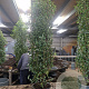 Prunus l. 'Angustifolia' 125-150 cm met kluit