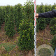 Prunus l. 'Angustifolia' 140-160 cm met kluit