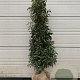 Prunus l. 'Angustifolia' 150-175 cm met kluit