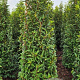 Prunus l. 'Angustifolia' 175-200 cm met kluit extra