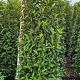 Prunus l. 'Angustifolia' 175-200 cm met kluit extra