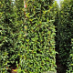Prunus l. 'Angustifolia' 200-225 cm met kluit extra