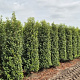 Prunus l. 'Angustifolia' 200-225 cm met kluit extra
