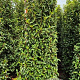 Prunus l. 'Angustifolia' 200-225 cm met kluit extra