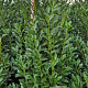 Prunus l. Elly 200-225 cm met kluit extra
