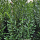 Prunus l. Elly 200-225 cm met kluit extra