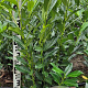 Prunus l. Elly 80-100 cm met kluit