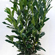 Prunus l. Elly 80-90 cm met kluit