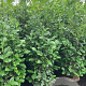 Prunus l. Etna 150 cm 15L