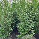 Prunus l. 'Novita' 175-200 cm 15L
