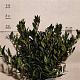 Prunus l. 'Otto Luyken' 50-60 cm met kluit