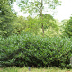 Prunus l. 'Otto Luyken' 60-80 cm met kluit