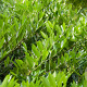 Prunus l. 'Otto Luyken' 60-80 cm met kluit