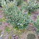 Prunus l. 'Otto Luyken' 60-80 cm met kluit