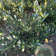 Prunus l. 'Otto Luyken' 60-80 cm met kluit