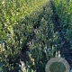 Prunus l. 'Otto Luyken' 60-80 cm met kluit