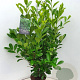 Prunus I. 'Rotundifolia' 125-150 cm 10L