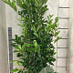 Prunus I. 'Rotundifolia' 175-200 cm 15L