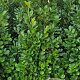Prunus I. 'Rotundifolia' 175-200 cm met kluit extra