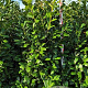 Prunus I. 'Rotundifolia' 175-200 cm met kluit extra