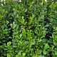 Prunus I. 'Rotundifolia' 200-225 cm met kluit extra