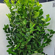 Prunus I. 'Rotundifolia' 200-225 cm met kluit extra