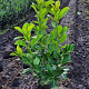 Prunus I. 'Rotundifolia' 60-80 cm met kluit