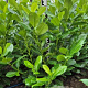 Prunus I. 'Rotundifolia' 60-80 cm met kluit