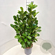 Prunus I. 'Rotundifolia' 80-100 cm 6,5L