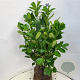 Prunus I. 'Rotundifolia' 80-90 cm met kluit